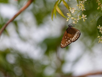 Introducción a la Entomología