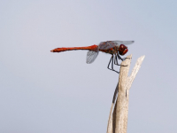 Entomología Forense