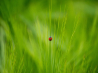 Entomología Agrícola