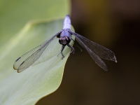 Entomología Médica