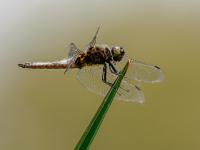 Entomología Aplicada