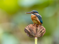 Introducción a la Ornitología