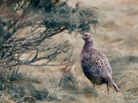 Aves Migratorias: Rutas y Patrones
