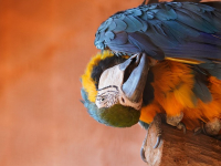 Biología Reproductiva de Aves