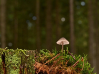 Introducción a la Micología