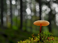 Identificación de Hongos Silvestres