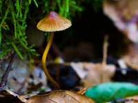 Micología Aplicada a la Gastronomía