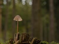 Micología Avanzada: Estudio Profundo de Hongos