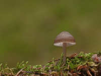 Micología Médica: Hongos Patógenos