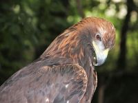 Diseño de Escudos de Armas