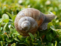 Dialectos del español en América Latina