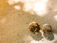 Bioacústica en la aviación