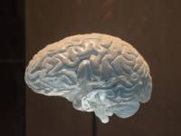 Introducción a la neuroquímica