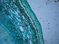 Microscopía Óptica Avanzada