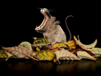 Citogenética y Cáncer