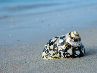 Inteligencia Financiera: Herramientas para Administrar tus Finanzas