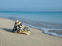 Desarrollo de la Inteligencia Creativa