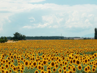Estadística Aplicada a la Investigación Científica