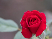 Huerto Urbano: Cultivo en Espacios Reducidos