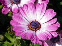 Jardinería Orgánica: Cultivo Natural