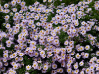 Fitopatología: Enfermedades de las Plantas