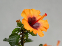 Agricultura Sostenible: Métodos Innovadores