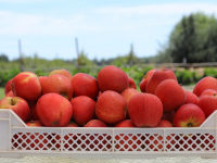 Manejo Integrado de Plagas en Fruticultura
