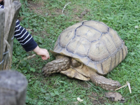 Reproducción en zootecnia