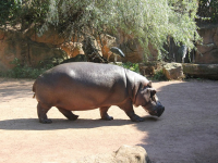 Bienestar animal en zootecnia