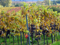 Viticultura sostenible y biodinámica