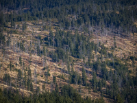 Introducción a la silvicultura