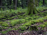 Bosques urbanos y espacios verdes
