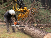 Manejo forestal sostenible