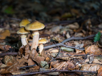 Incendios forestales: prevención y control