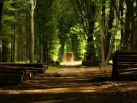 Silvicultura tropical y biodiversidad