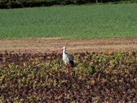 Gestión Financiera: Herramientas para la Toma de Decisiones