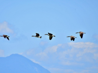 Liderazgo Transformador en la Era Digital