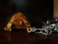 Gestión de la cadena de suministro en el sector alimentario