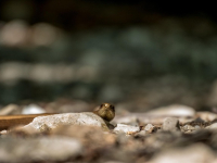 Parasitología Básica