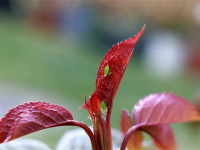 Parasitosis Digestivas