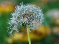 Parasitología Veterinaria