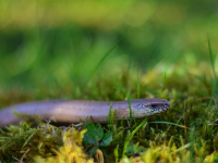 Parasitología Clínica