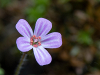 Auditoría de Calidad y Mejora Continua