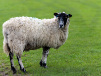 Comunicación interpersonal