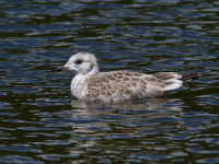 Gestión de Proyectos de UI/UX Exitosos