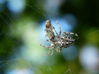 Explorando la Biodiversidad
