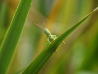 Microbiología y Enfermedades Infecciosas