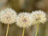 Marketing de Contenidos para Posicionamiento Web