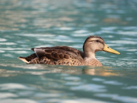 Introducción a la Fotografía Digital