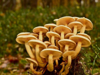 Introducción a la Ecología